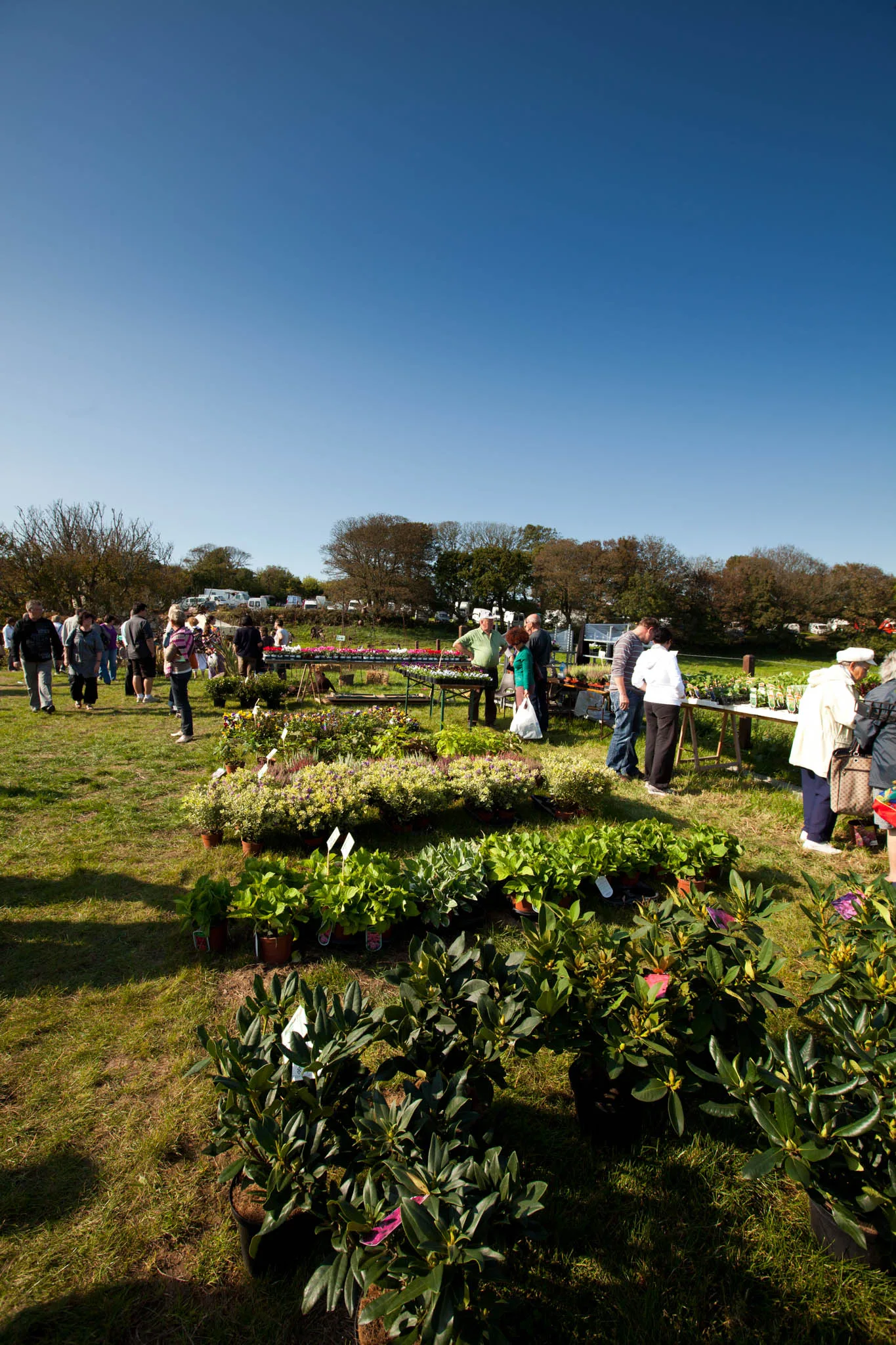 Plantes et saveurs cotentin