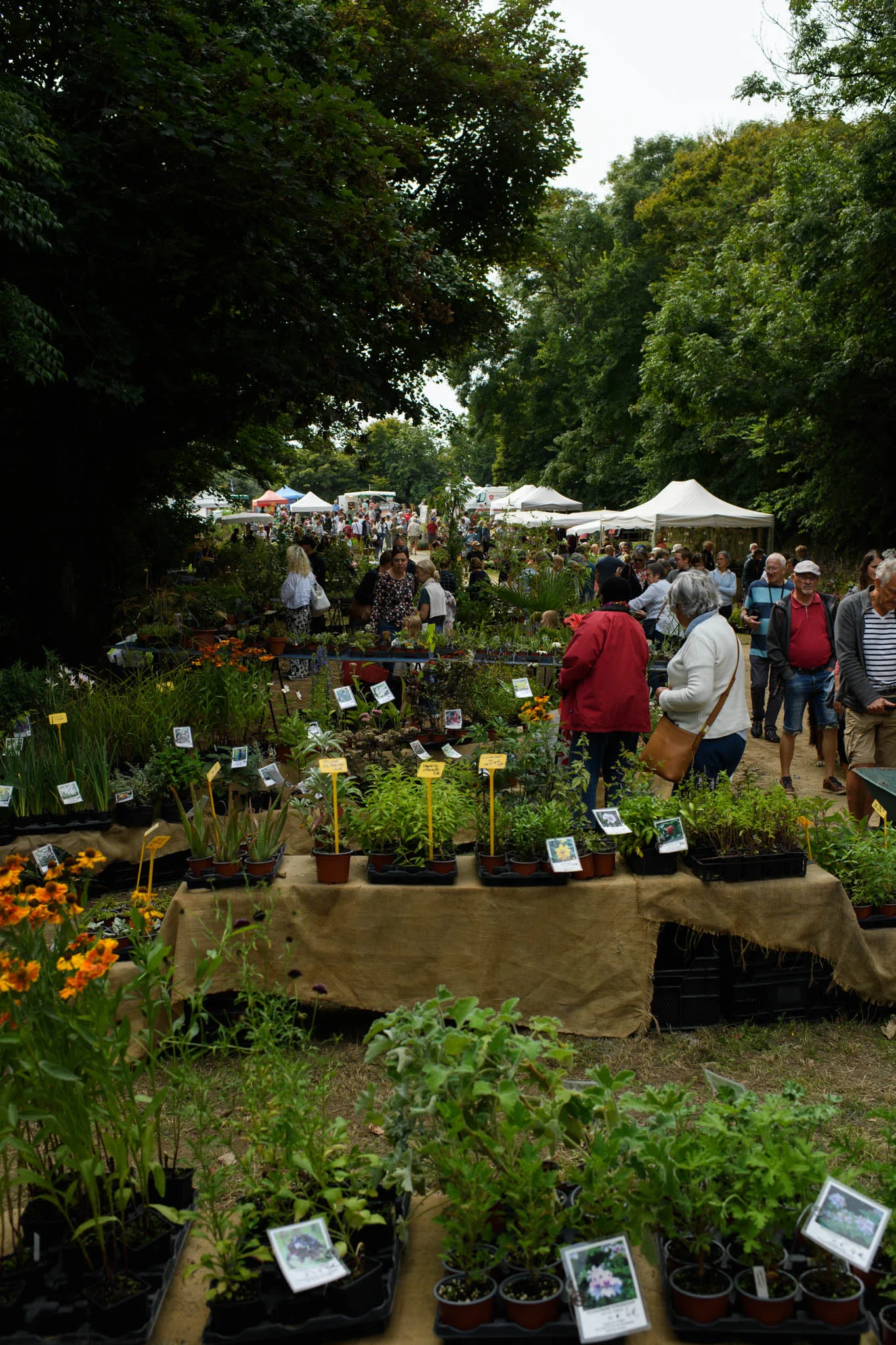 Plantes et saveurs cotentin