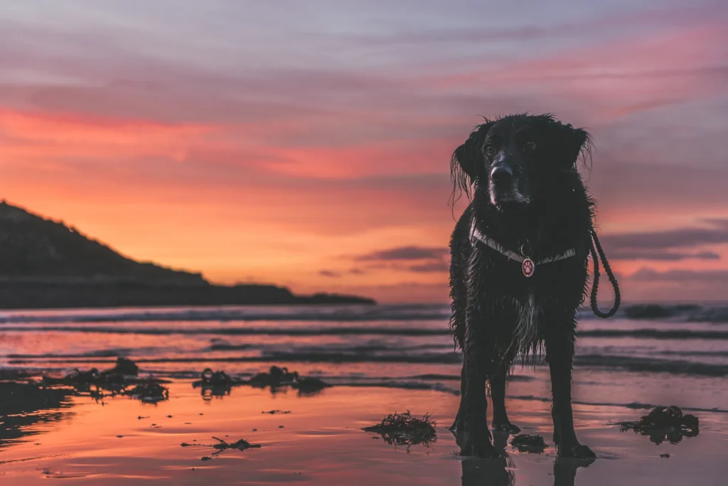 Chien sur la plage