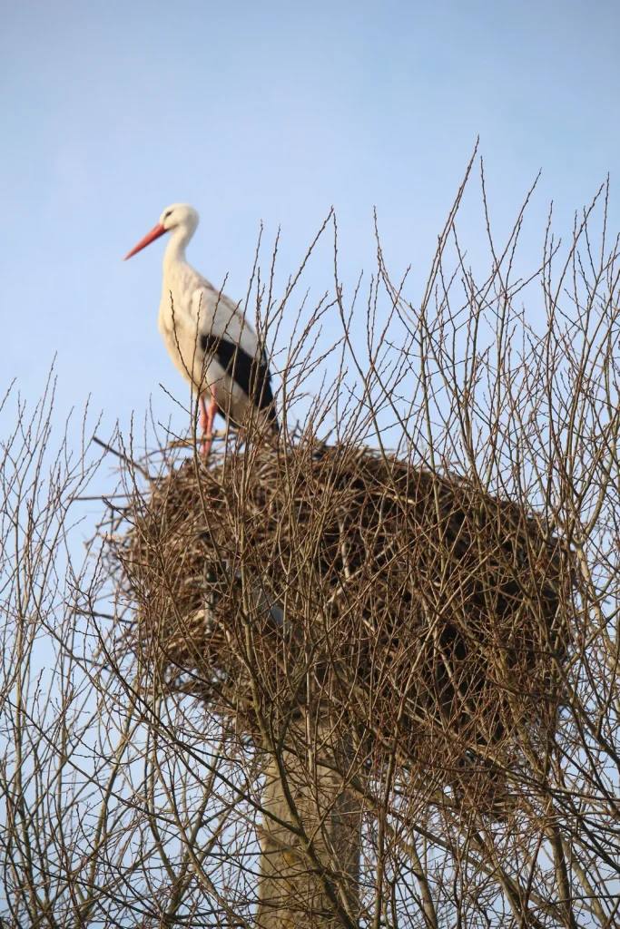 Cigogne Marais Blancs