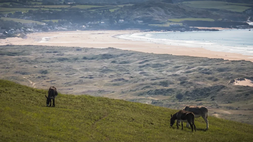 Ane du Cotentin