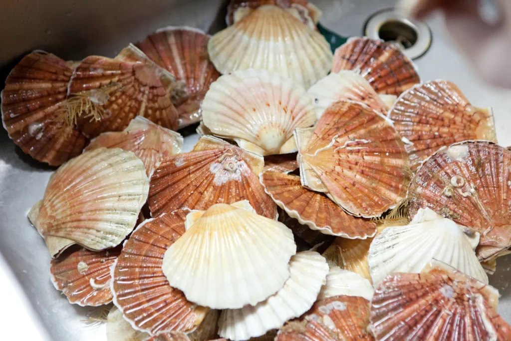 Coquille Saint-Jacques