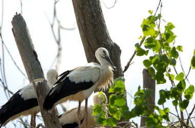 Séjour “Les oiseaux au pays des marais blancs”