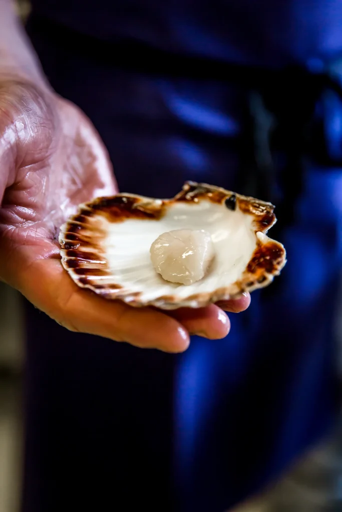 Coquille Saint-Jacques