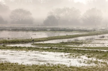 Séjour “Les oiseaux au pays des marais blancs”