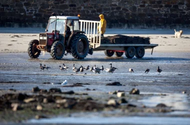 Séjour “Les oiseaux au pays des marais blancs”