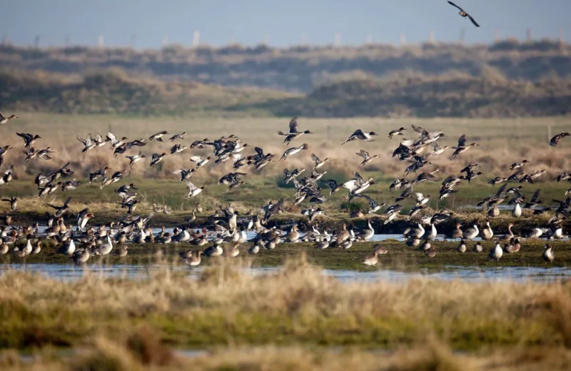 Séjour “Les oiseaux au pays des marais blancs”