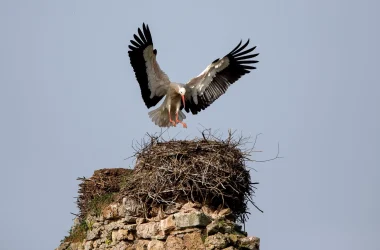 Séjour “Les oiseaux au pays des marais blancs”