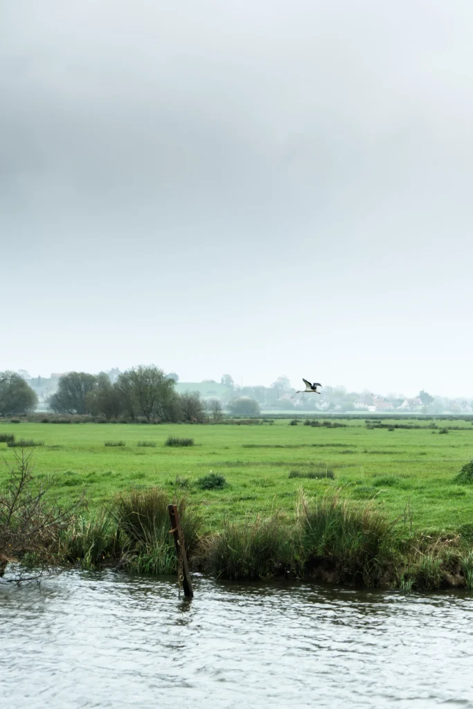 Marais du Cotentin