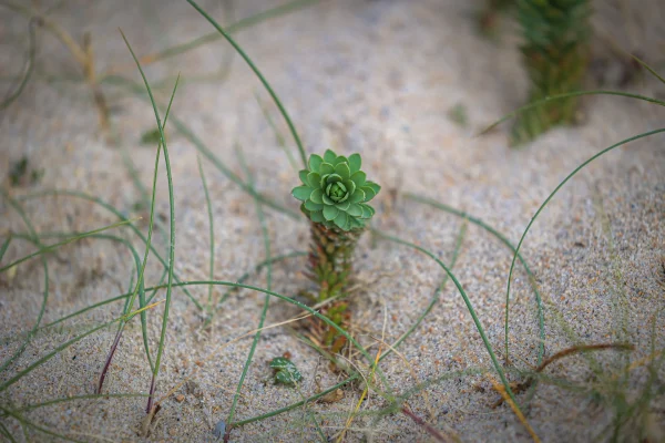 Plante dans le sable