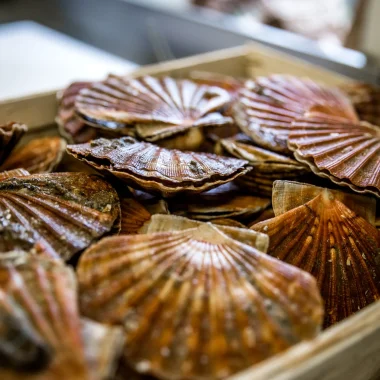 Coquille St Jacques