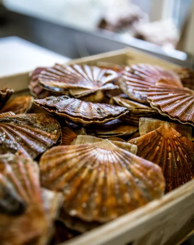 Coquille St Jacques