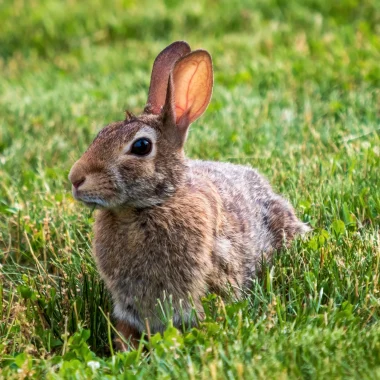 Le lapin normand