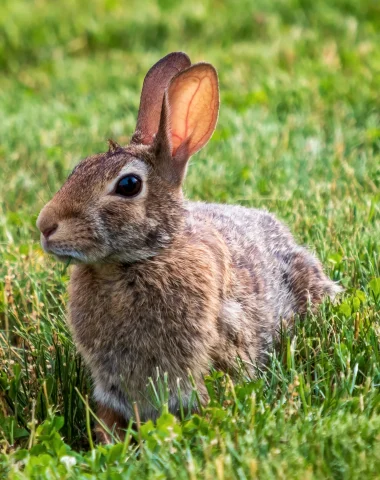 Le lapin normand