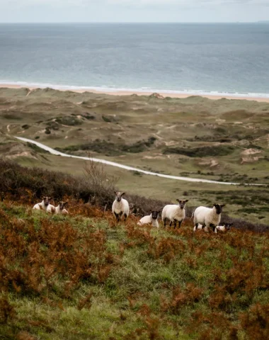 Moutons_dans_les_dunes_de_Biville