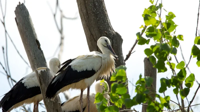 Séjour “Les oiseaux au pays des marais blancs”