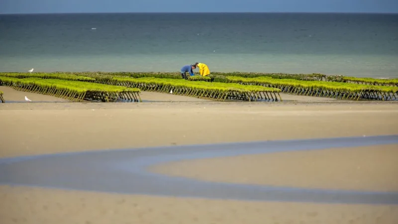 Séjour “Les oiseaux au pays des marais blancs”